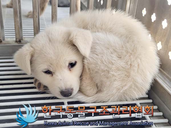 한국동물구조관리협회_441414202400208